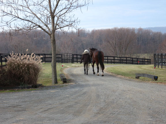 McTaggart Equestrina